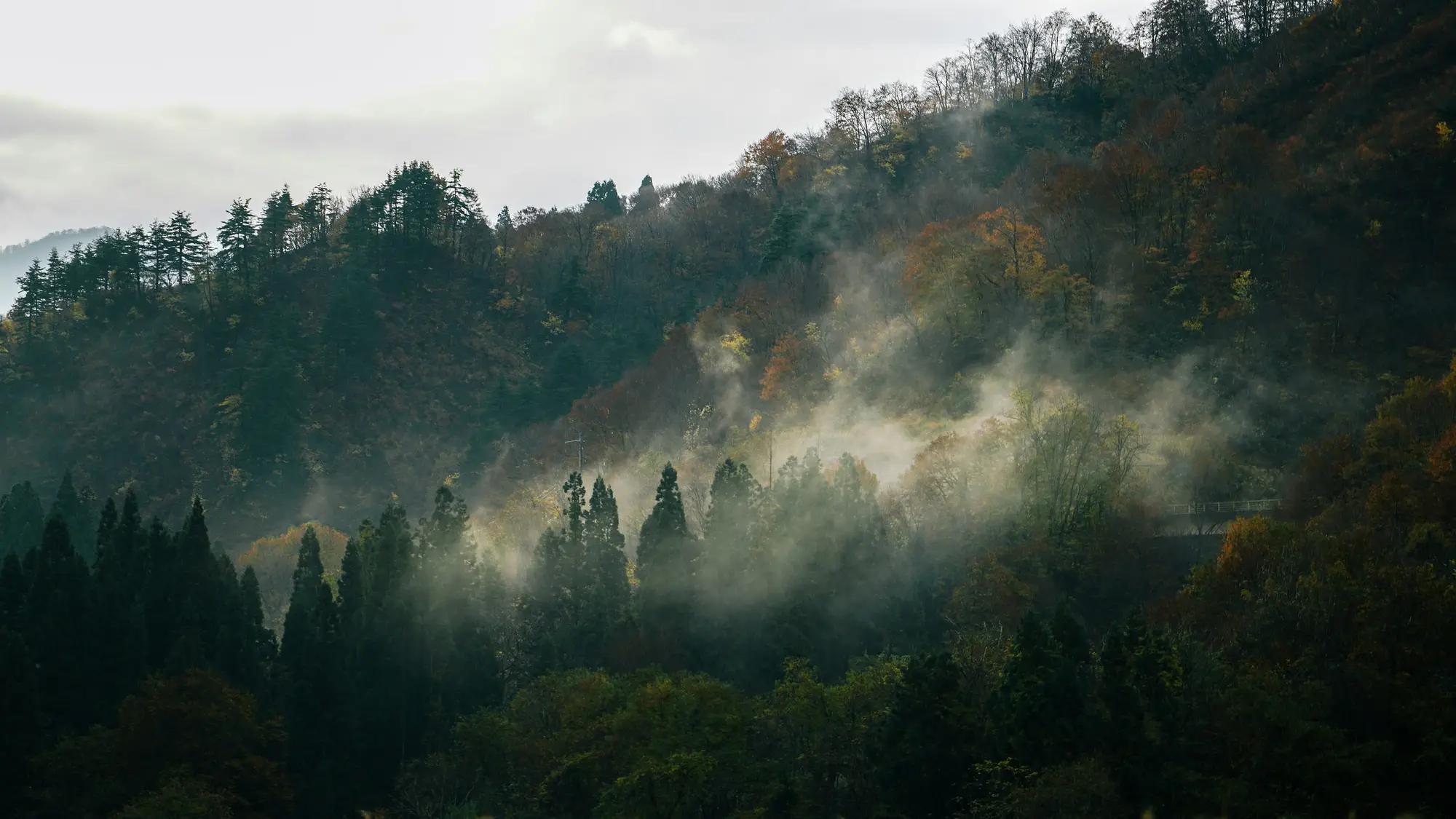 Beboste Japanse heuvels waar de mist tussen de ceders opstijgt (sfeerbeeld)