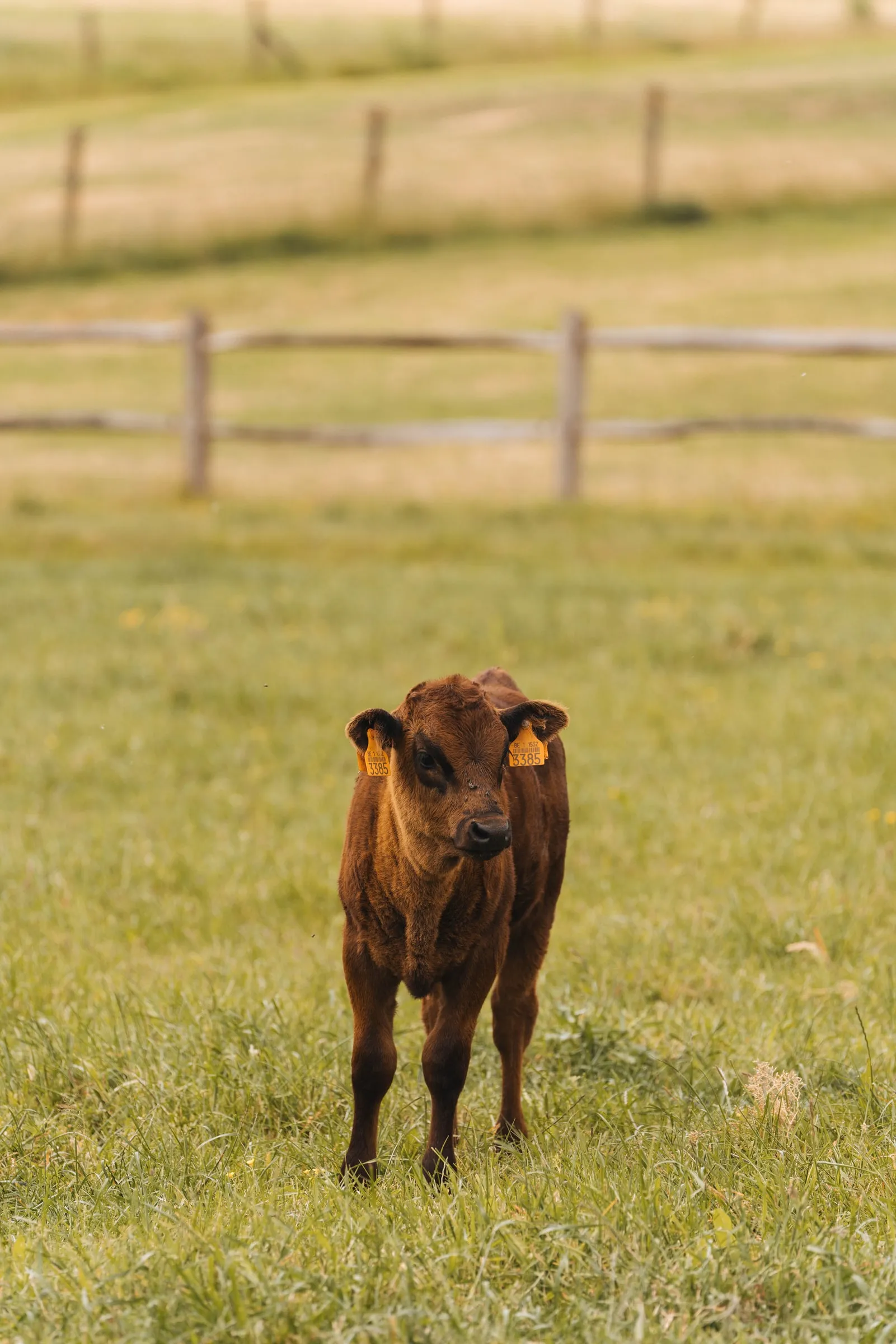 Een jong kalf staat alleen in het gras, voor een houten omheining
