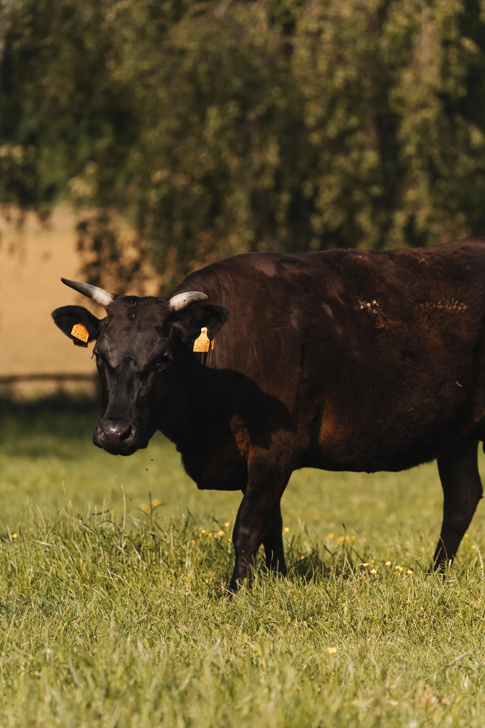 Een zwarte Wagyu-koe van Tajiri met horens staat in het zonlicht op de weide en kijkt in de camera