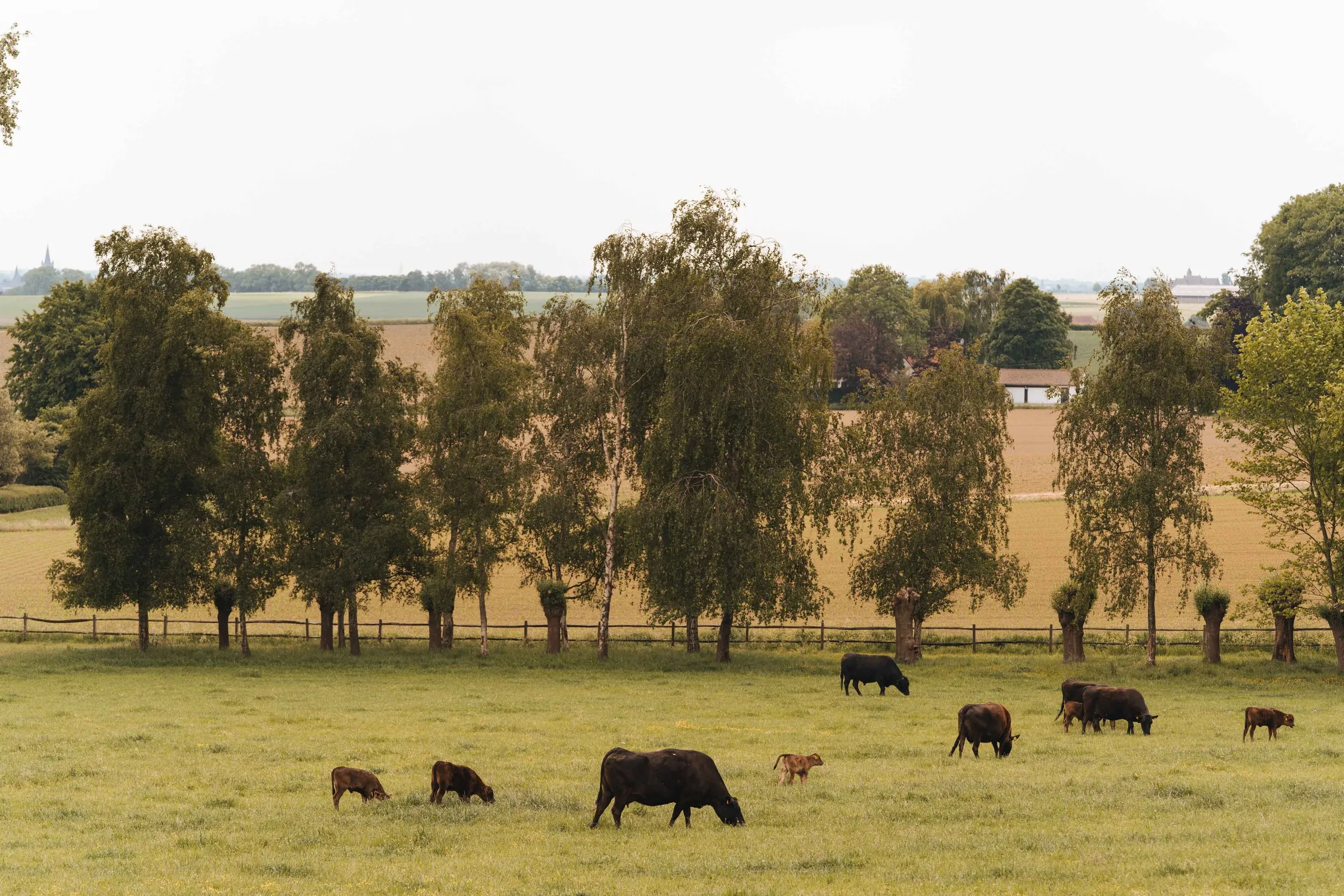 De kudde graast tussen de berken op de weide