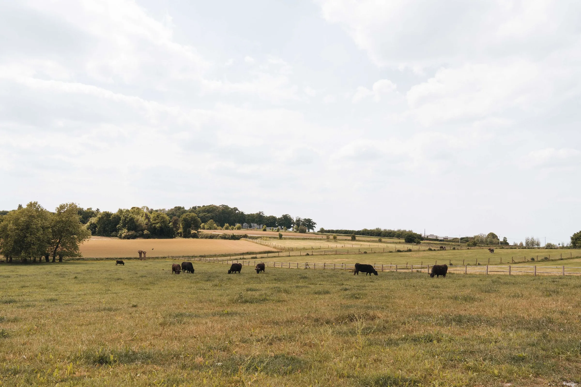 Een wijde Vlaamse weide met akkers en bomenrijen aan de horizon